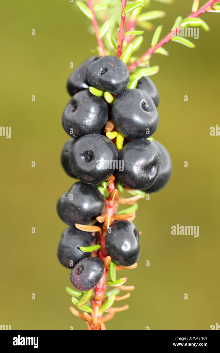 Crowberry Empetrum nigrum Stock Photo