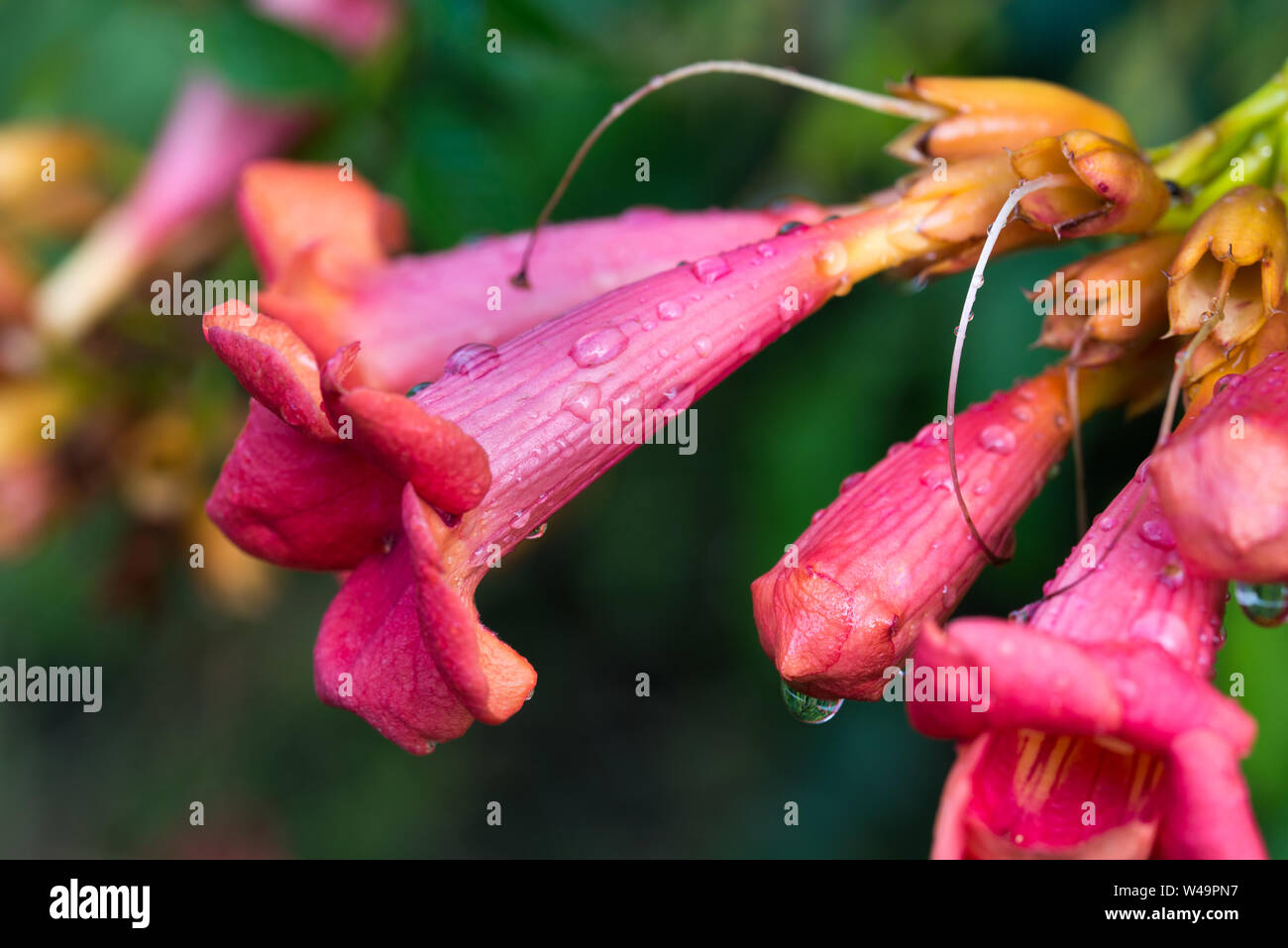 Campsis radicans, trumpet vine, trumpet creeper red flowers closeup Stock Photo