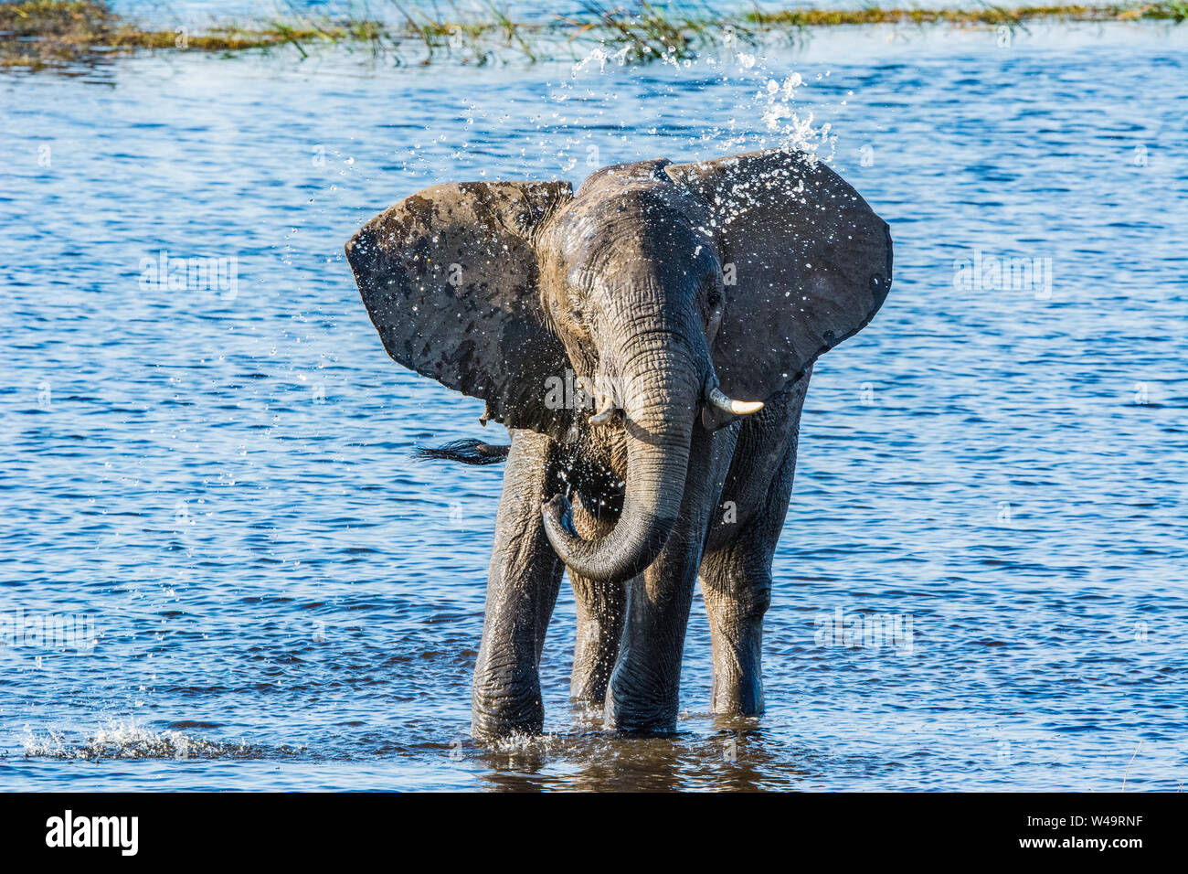 young elephant playing and spraying itself with water in the Chobe River, Botswana Stock Photo