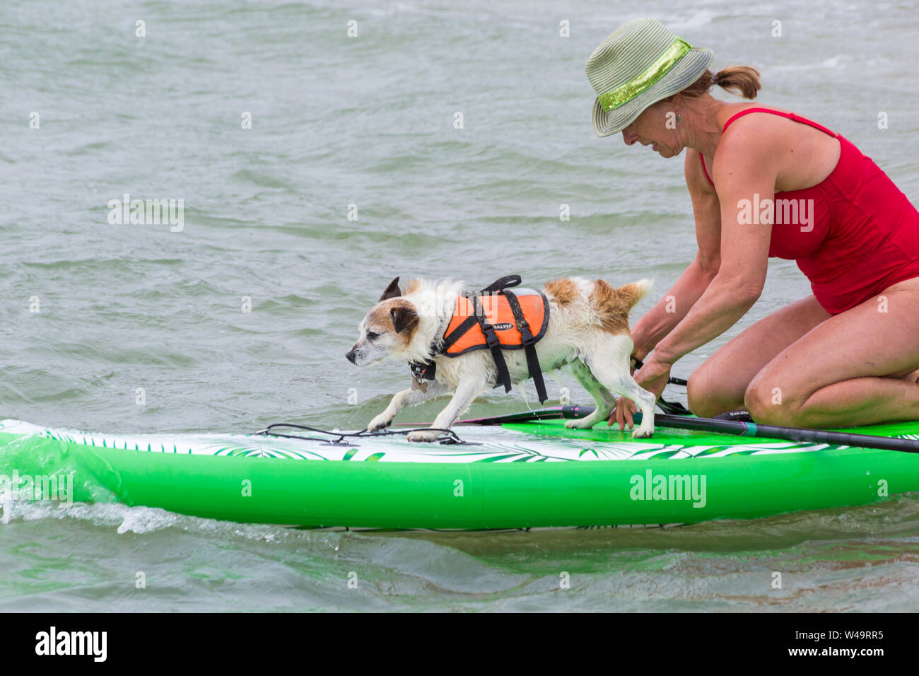 Branksome Dene Chine, Poole, Dorset, UK. 21st July 2019. After the success of last years UKs first Dog Surfing Championships, organised by Shaka Surf, at Branksome Dene Chine beach, the event is held for the second year with even more dogs taking part and surfing and paddleboarding on their boards. Crowds turn out to watch the fun on a breezy day making conditions more challenging. Tilly, the Jack Russell, dog surfing with owner - Tilly on surfboard paddleboard. Credit: Carolyn Jenkins/Alamy Live News Stock Photo