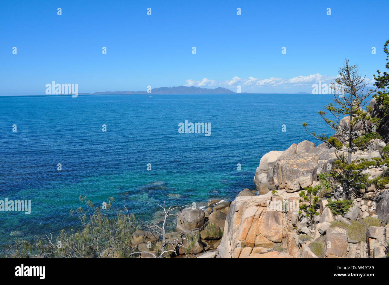 Hoop pine hires stock photography and images Alamy
