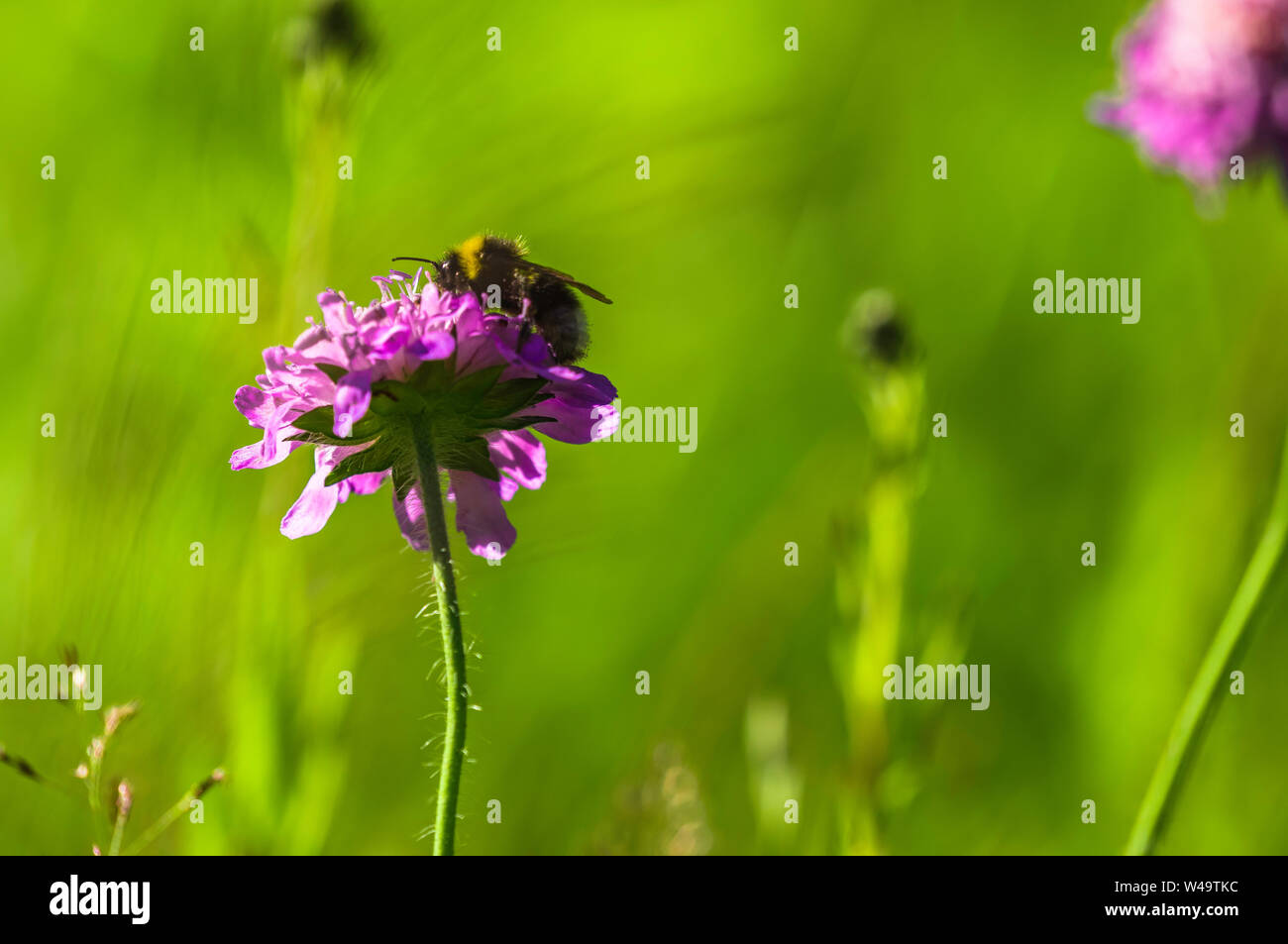 bumble bee feeding on a wild purple flower in the wild Stock Photo