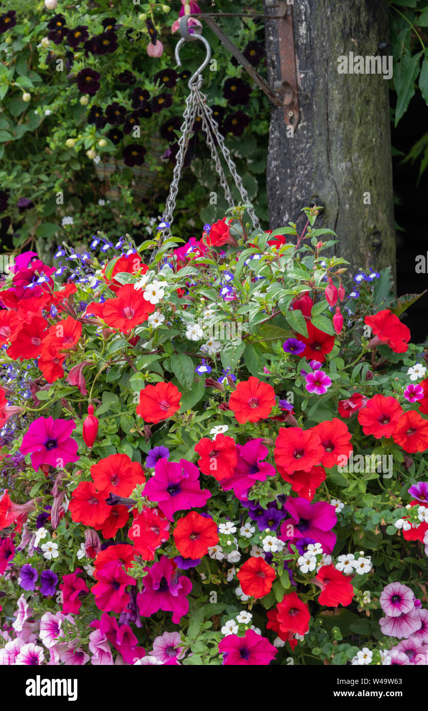 Colourful multi coloured petunias in hanging basket UK Stock Photo