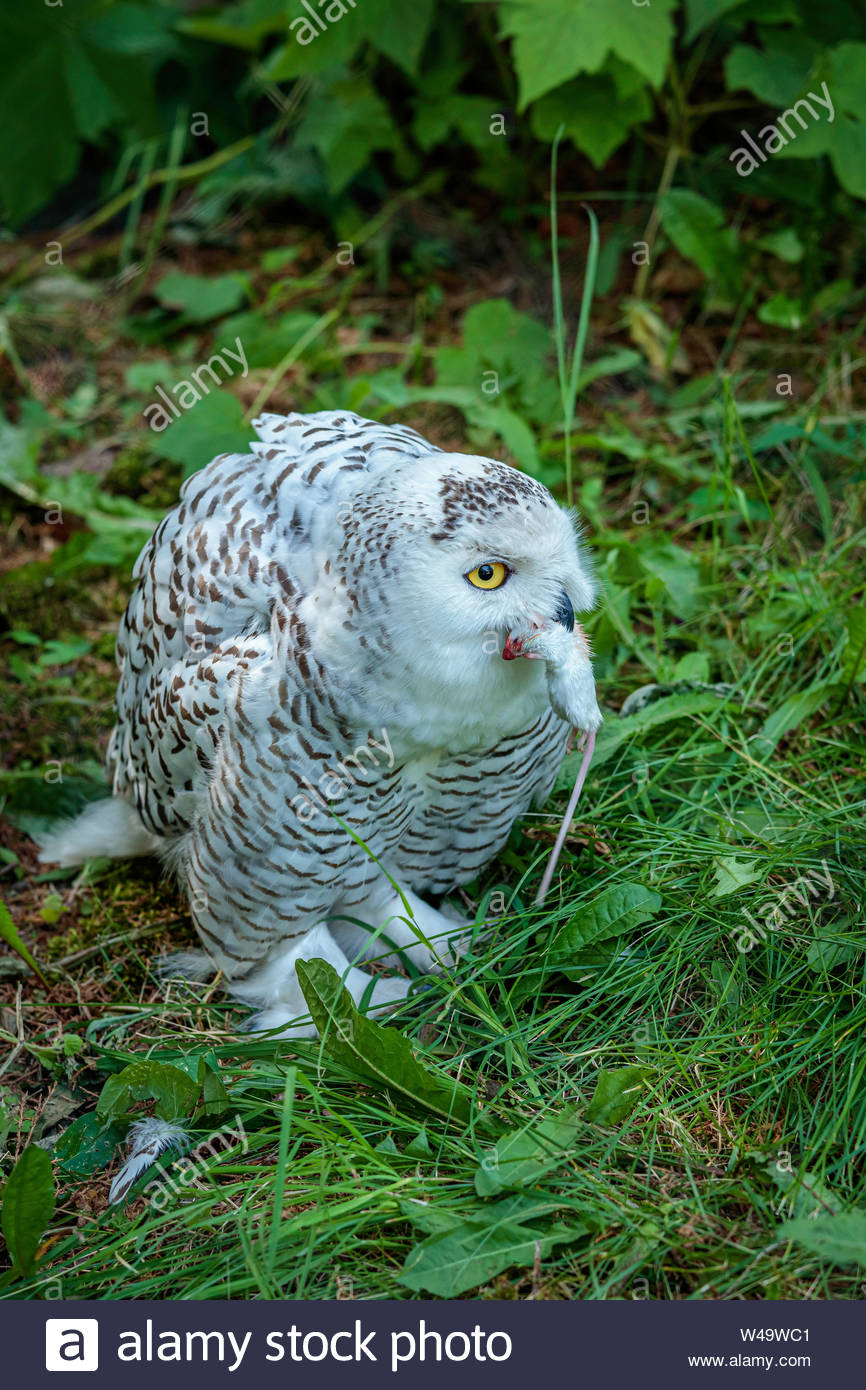Snowy Owl Eating High Resolution Stock Photography and Images Alamy