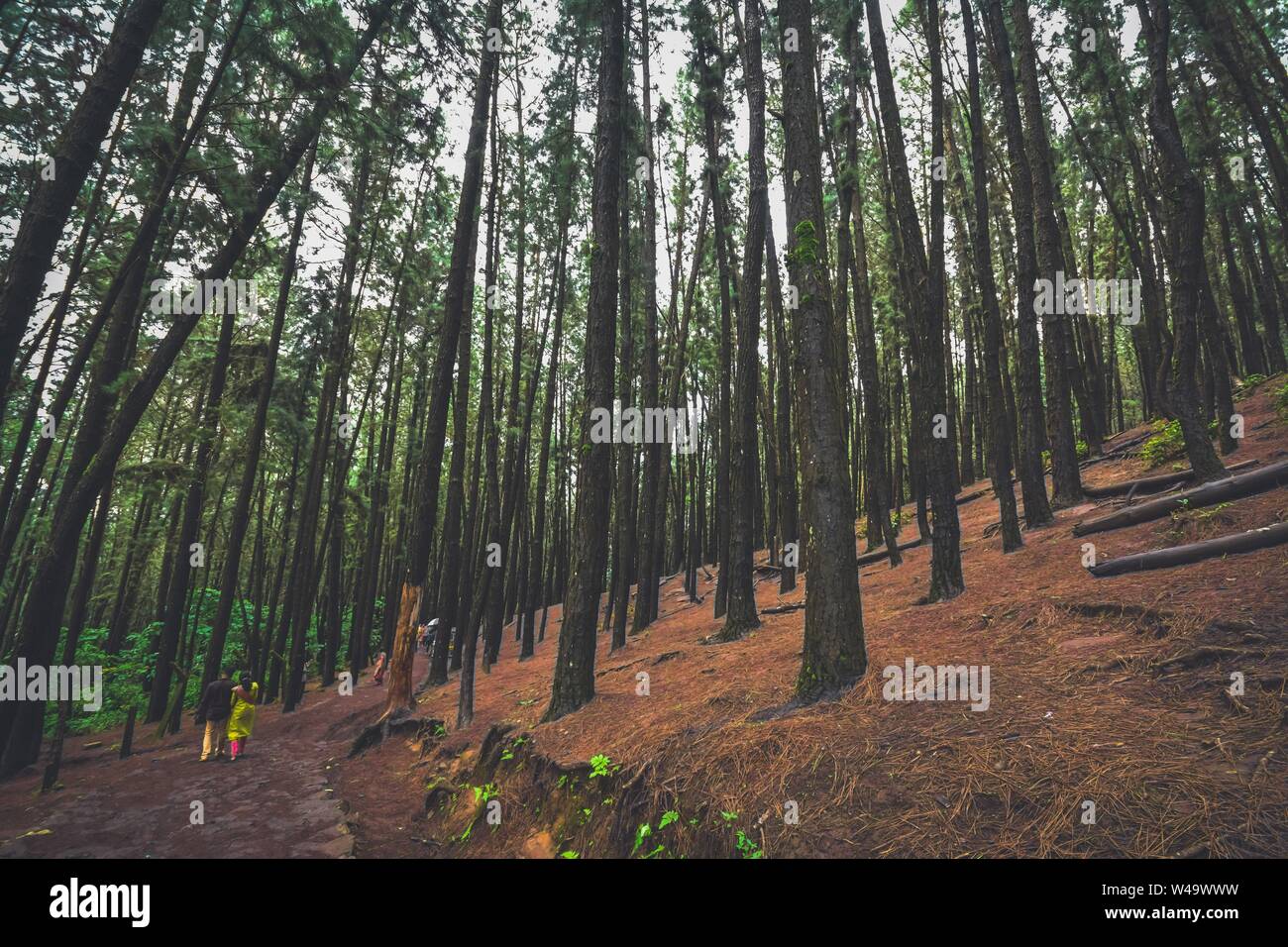 Vagamon, Kerala, India- 07 July 2019: Pine Forest in Vagamon hills is one of the best tourist place in Kerala Stock Photo