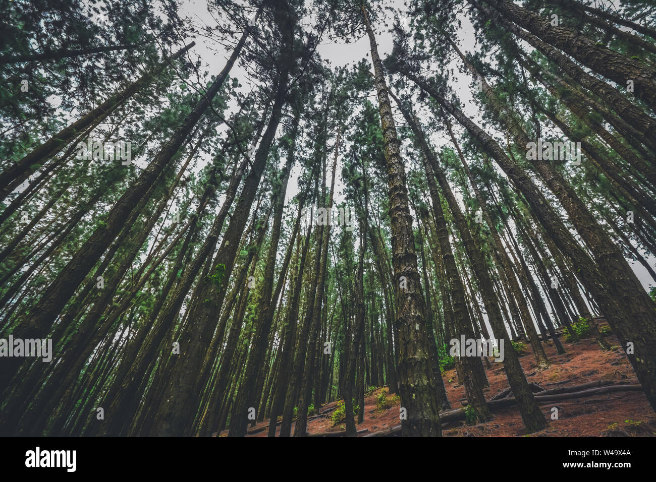 Vagamon pine forest hi-res stock photography and images - Alamy