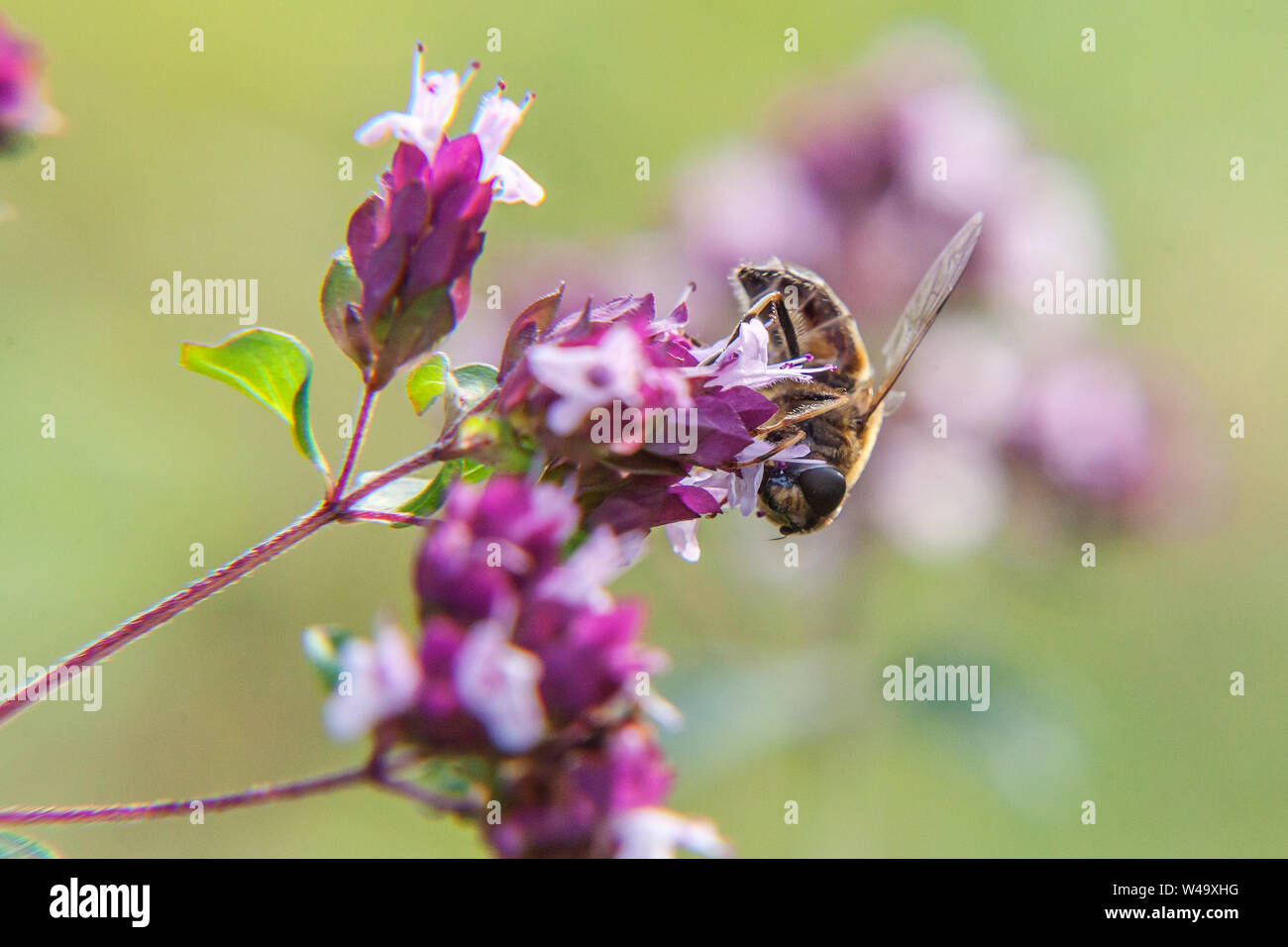 Honey bee covered with yellow pollen drink nectar, pollinating pink flower. Inspirational natural floral spring or summer blooming garden or park back Stock Photo
