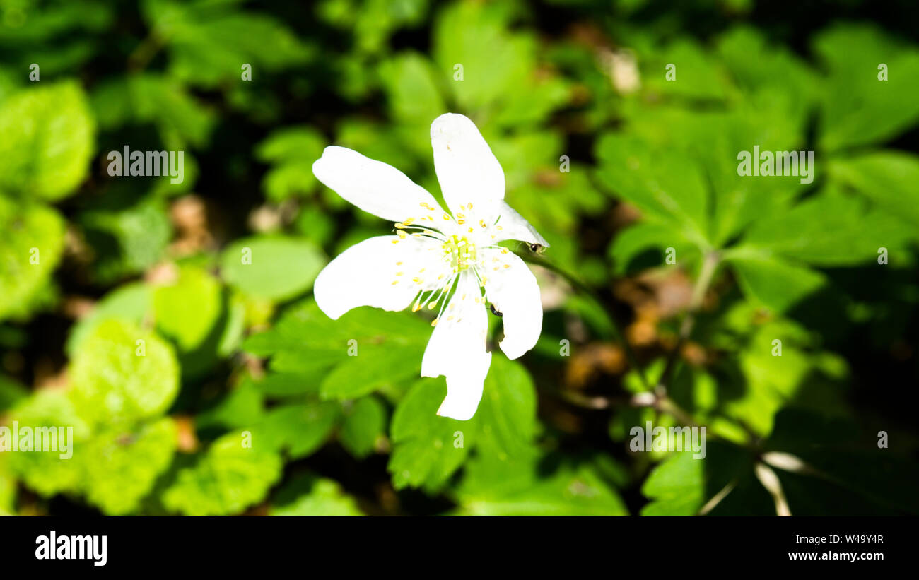 White flower closeup hi-res stock photography and images - Alamy