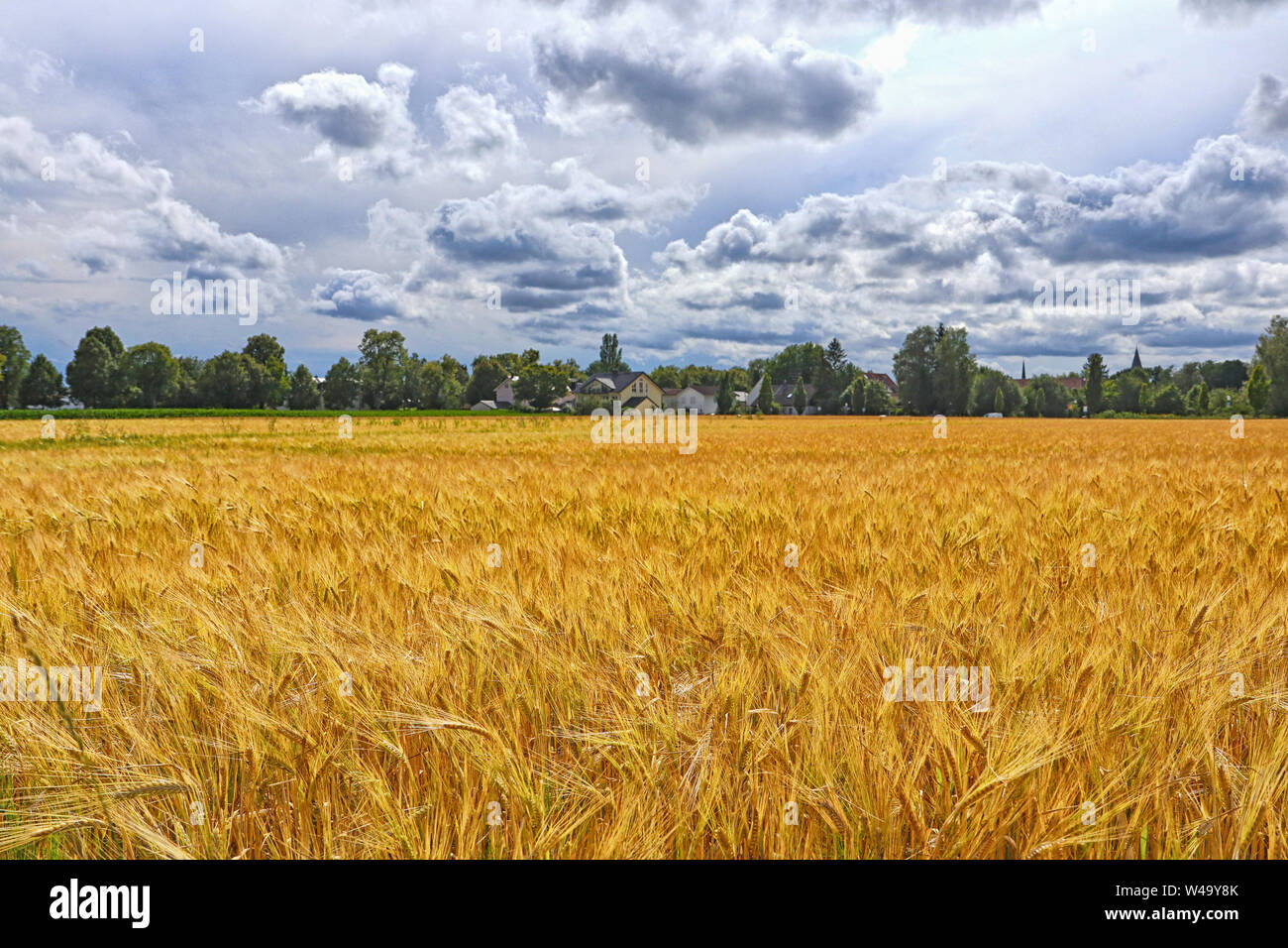 Bavarian landscape; golden fields, rural houses and dramatic cloudscape ...