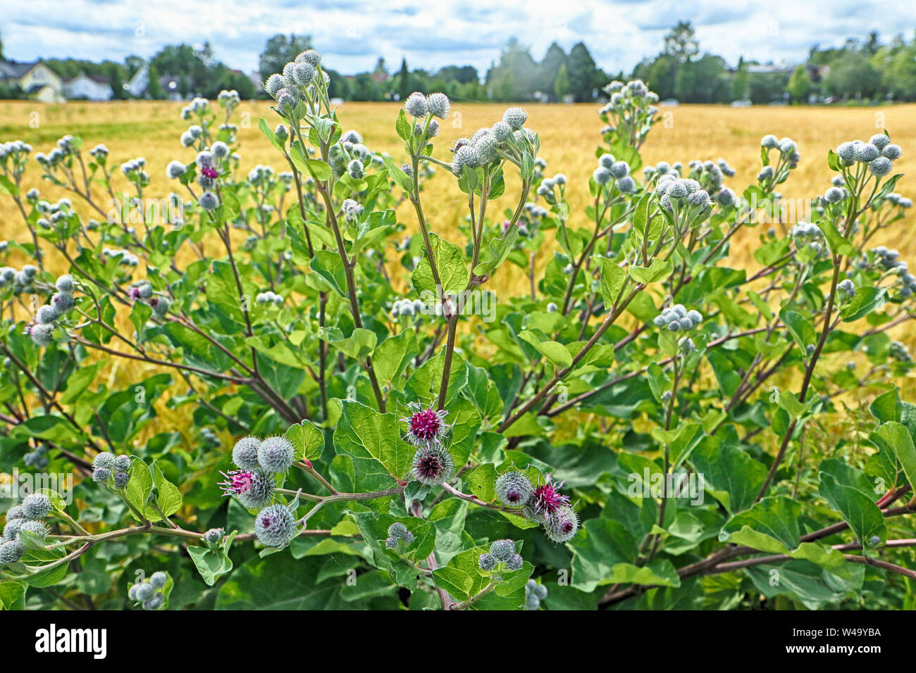 Wild greater burdock bush with purple flowers and prickly bulbs at the border of a golden wheat field in summer Stock Photo