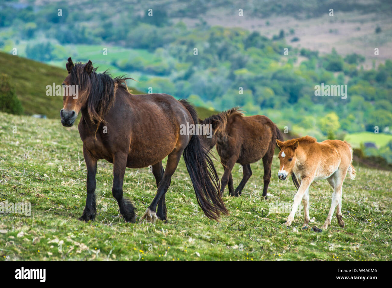 Ponies and young pony foals in Dartmoor National park, Devon, West Country, England, UK. Stock Photo