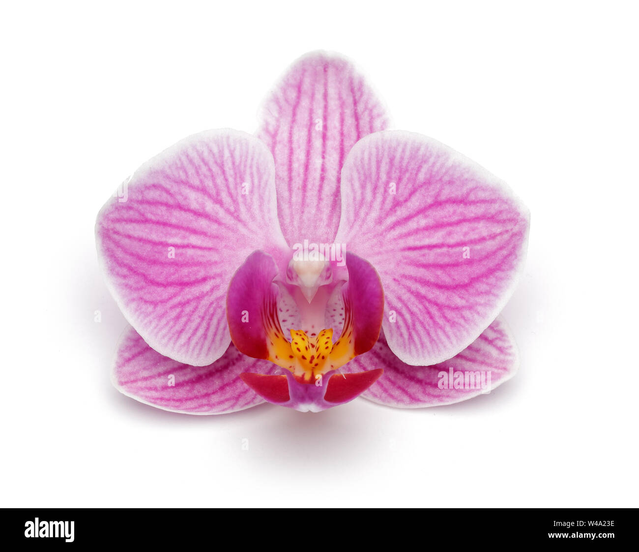 Purple orchid flower isolated on white background Stock Photo