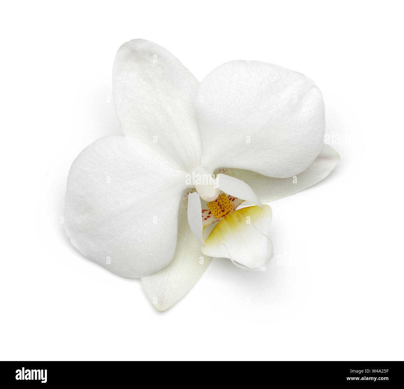 White orchid flower isolated on white background Stock Photo