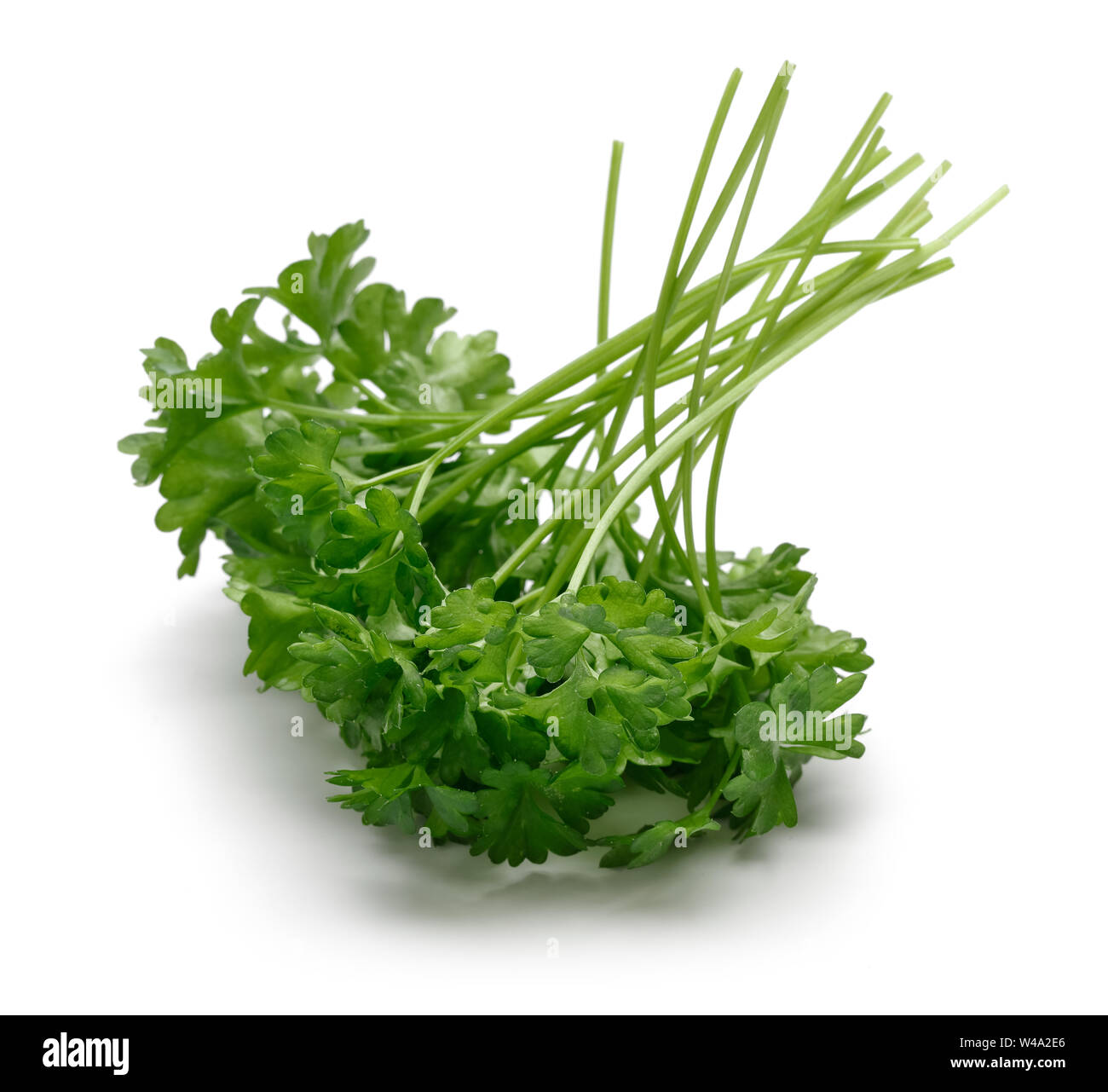 Fresh green parsley isolated on white background Stock Photo - Alamy