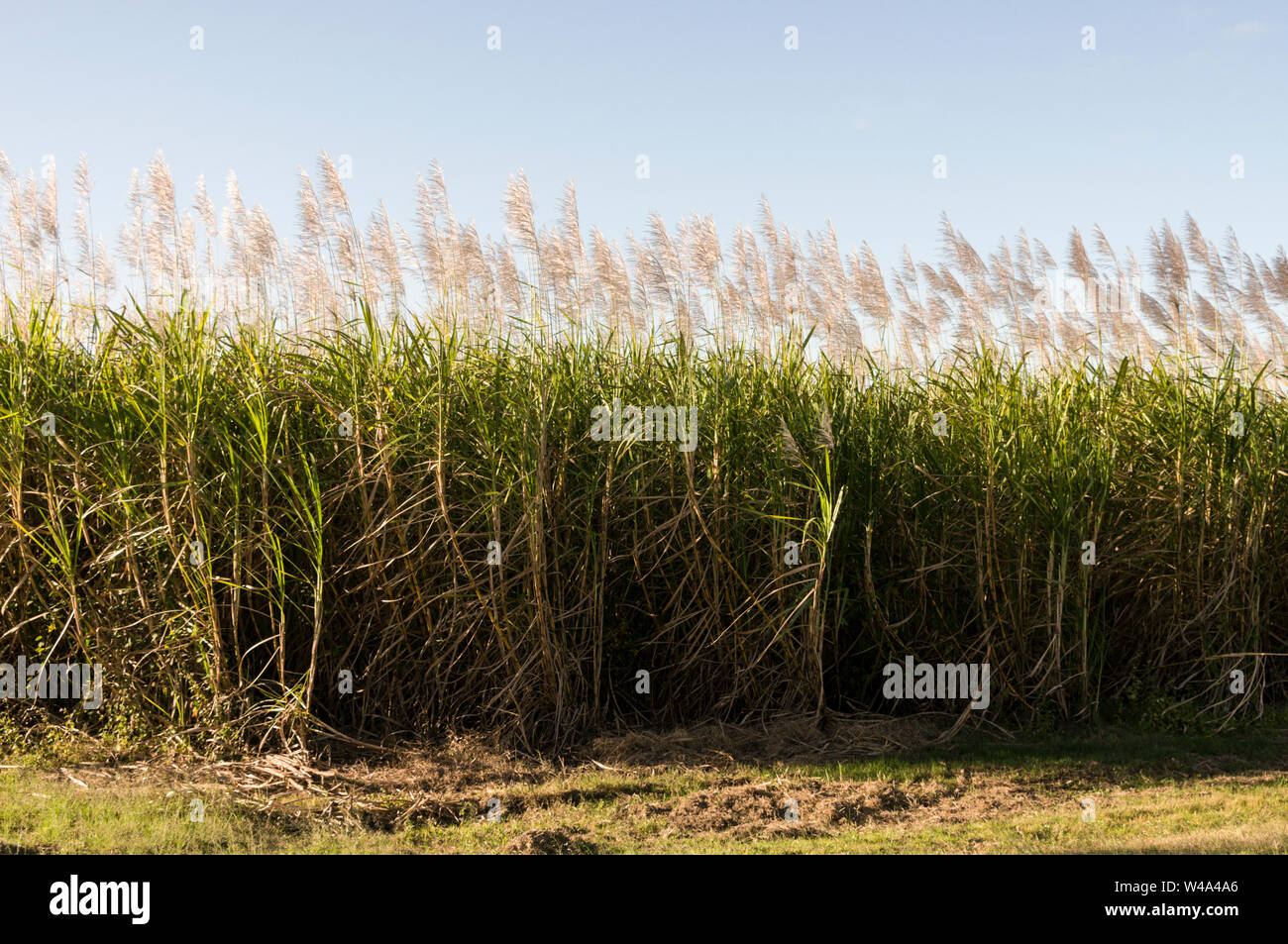 Sugar cane fields in the Mackay area of Queensland in Australia. Mackay