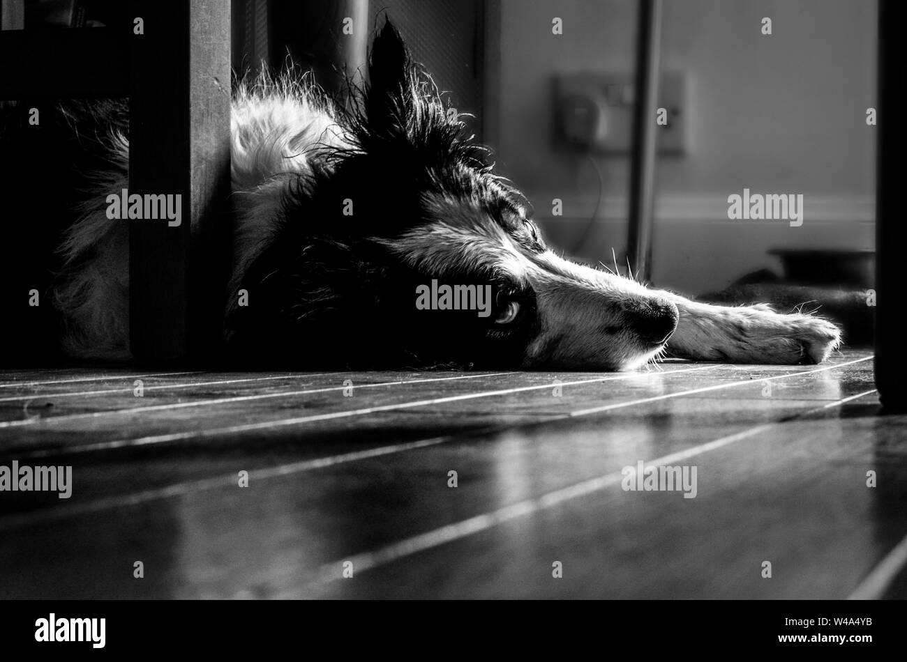 Dog (border collie) lying under table looking sad Stock Photo