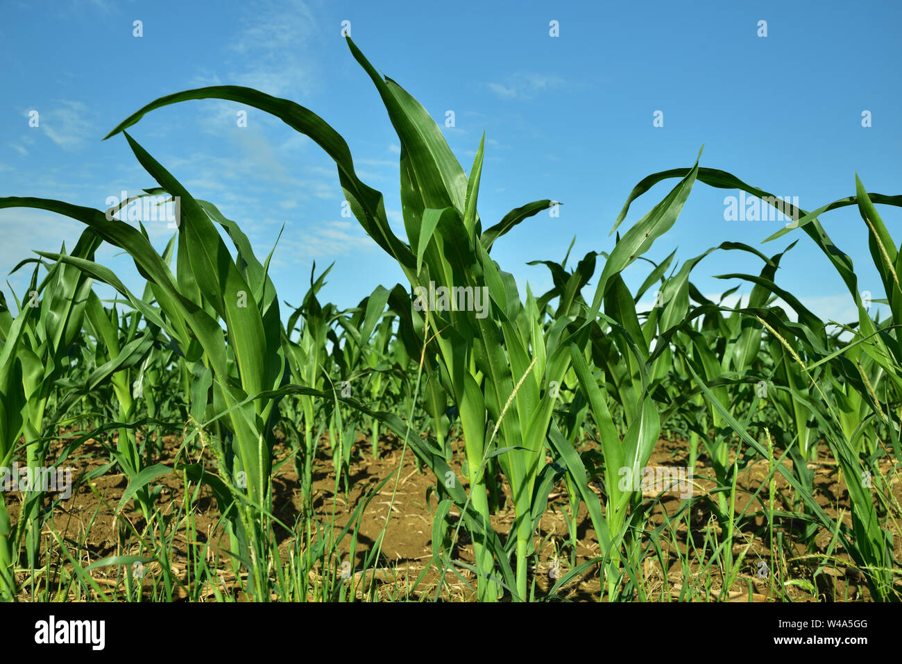 Corn field young plants hi-res stock photography and images - Alamy