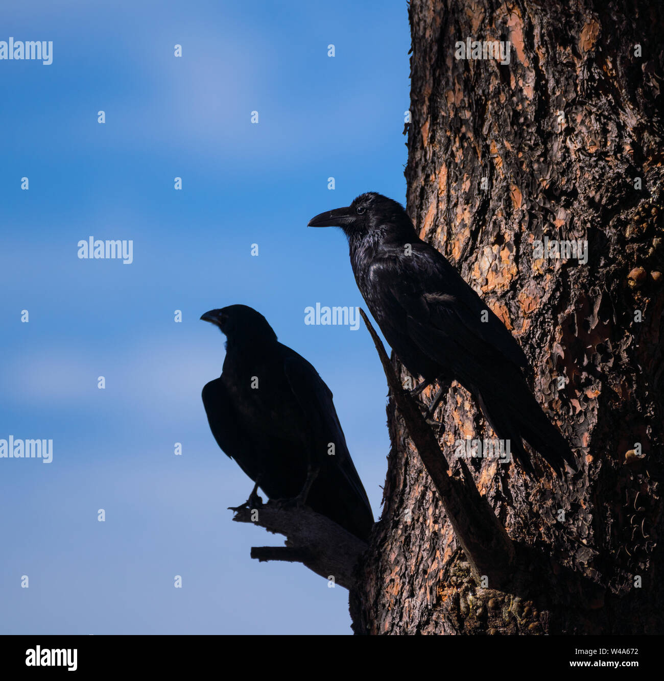 Two Crows Perched in a Large Tree. The second Crow Almost Looks Like a Shadow of the First One. Stock Photo