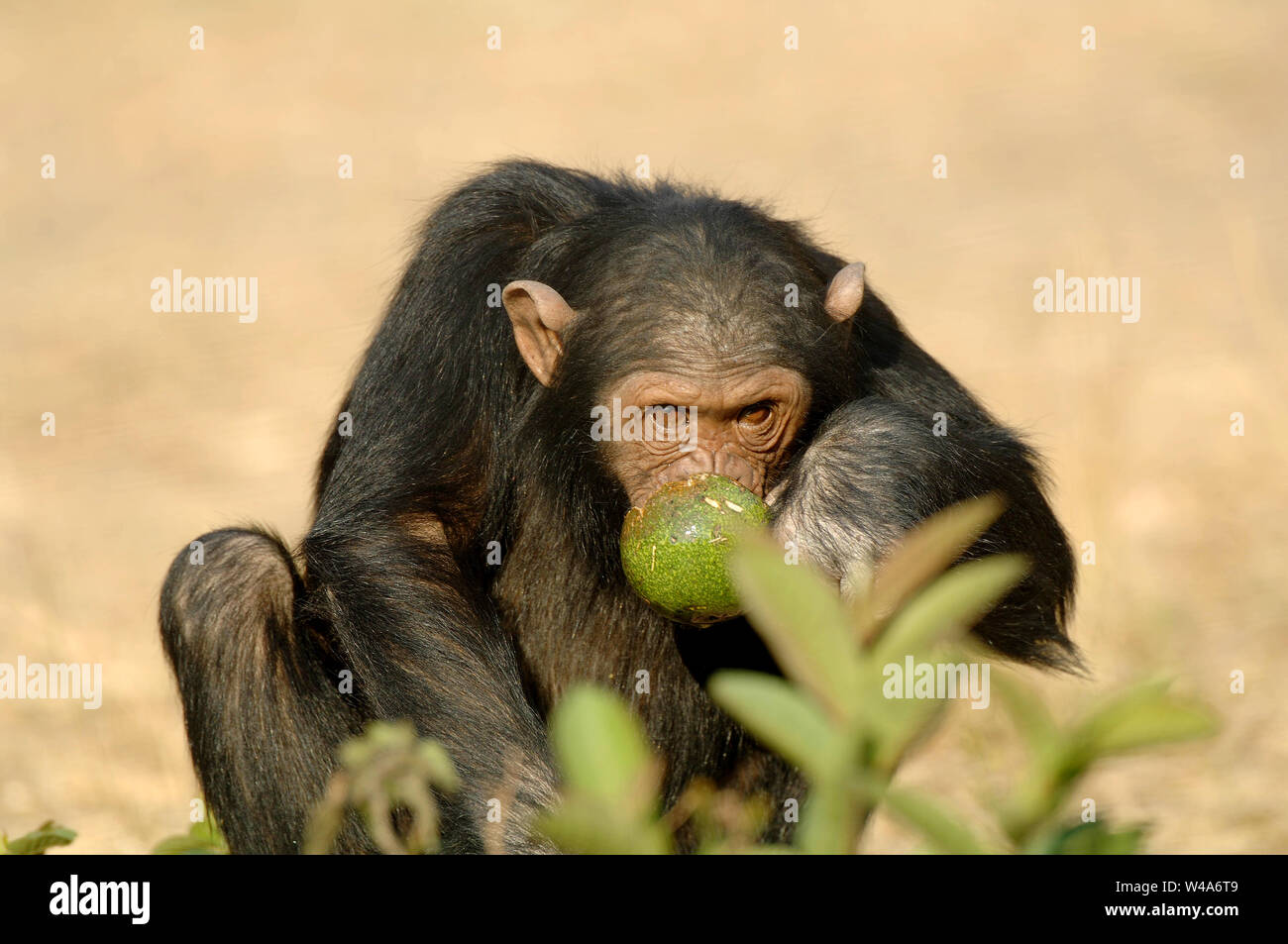 Chimpanzee, Pan troglodytes, Chimfunshi, Zambia Stock Photo