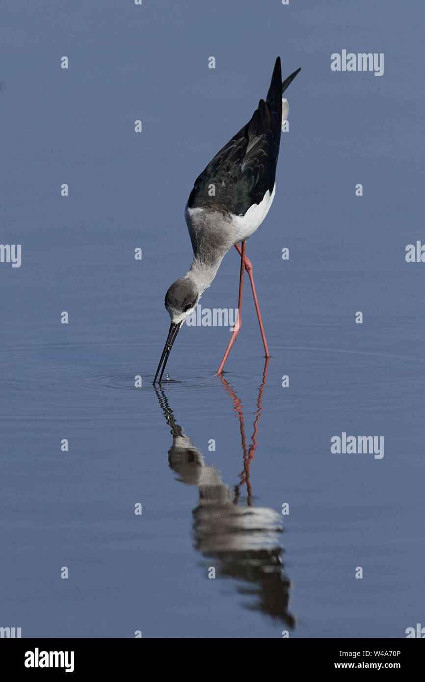 Blackwinged stilt in its natural habitat in the Gambia Stock Photo Alamy