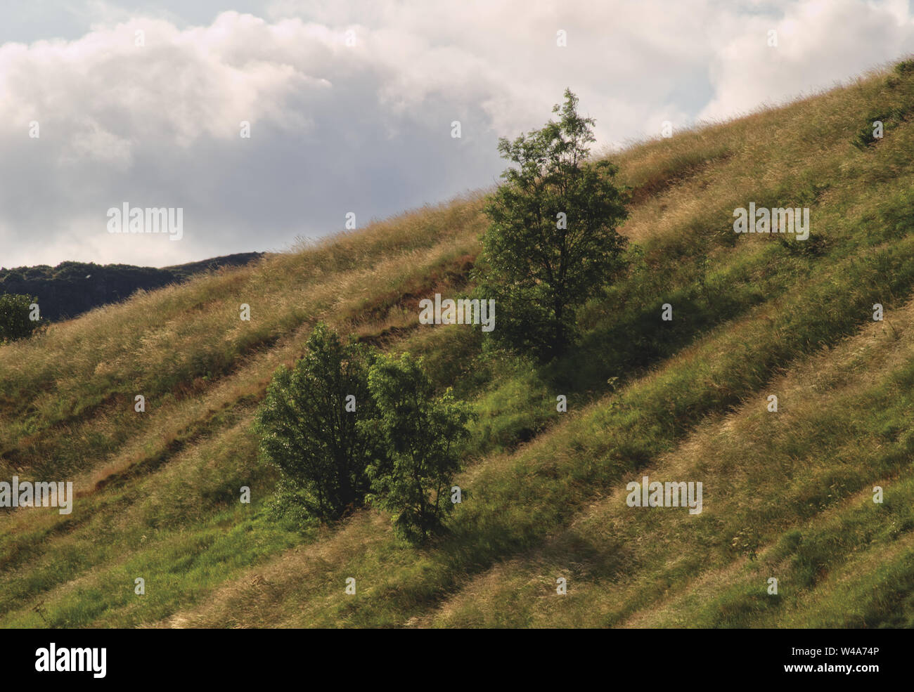 Young trees growing on the side of Arthur's seat in Edinburgh, Scotland, UK in the summer Stock Photo