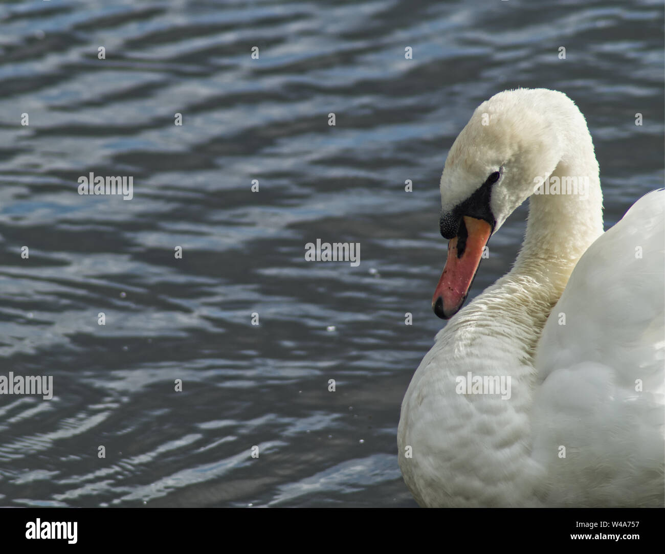 Close-up of a swan on a Scottish Loch Stock Photo
