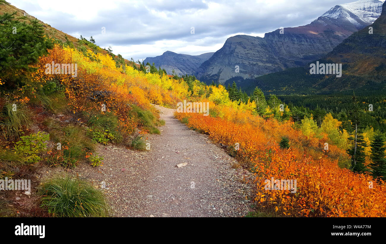 The glory of autumn colors along a trail in the Many Glacier area of Glacier National Park. Stock Photo