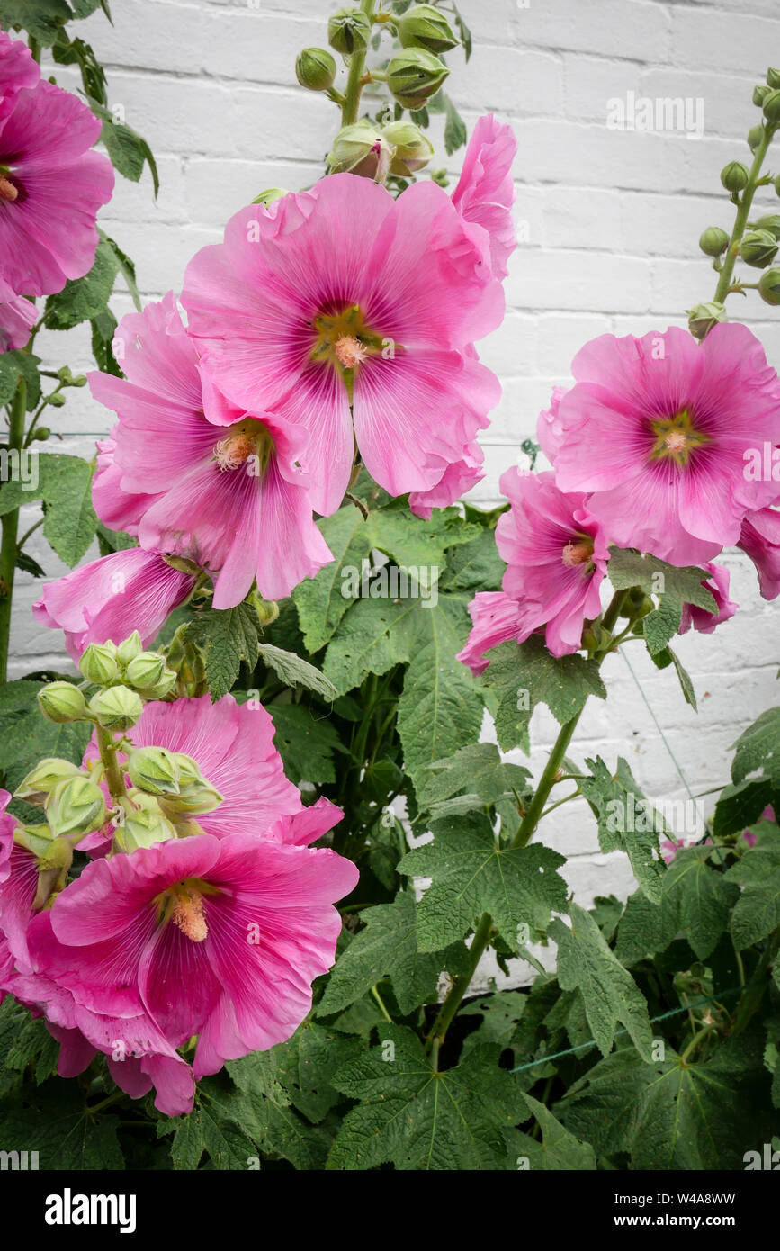 White And Pink Hollyhocks High Resolution Stock Photography And Images Alamy