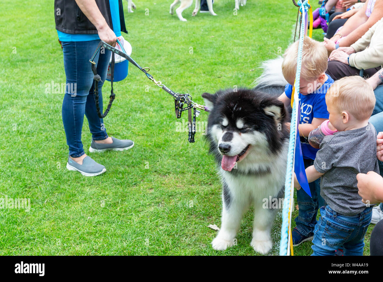 REACH sled dog rescue walk their animals around the main arena at the