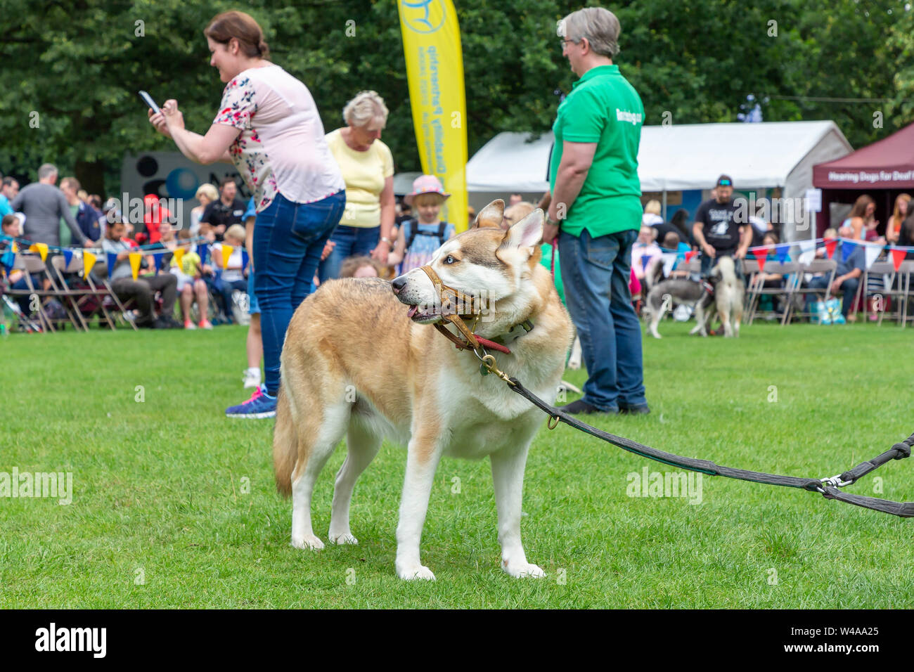 Sled Dog Harnesses High Resolution Stock Photography and Images - Alamy