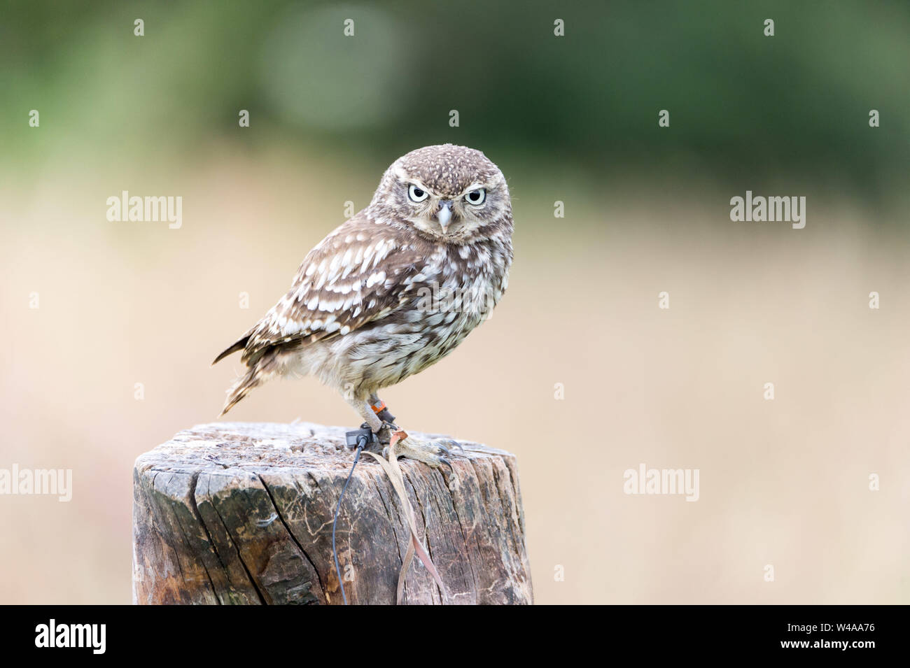 bird of prey, owl, falcon Stock Photo Alamy