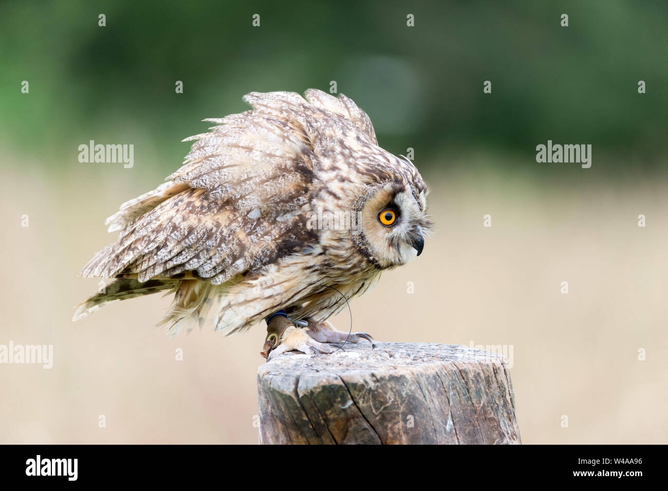bird of prey, owl, falcon Stock Photo Alamy