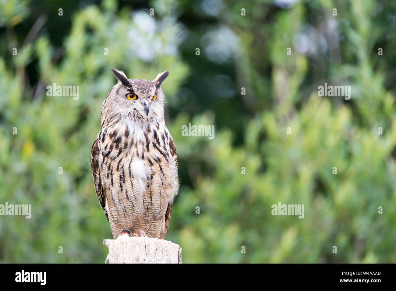 bird of prey, owl, falcon Stock Photo Alamy