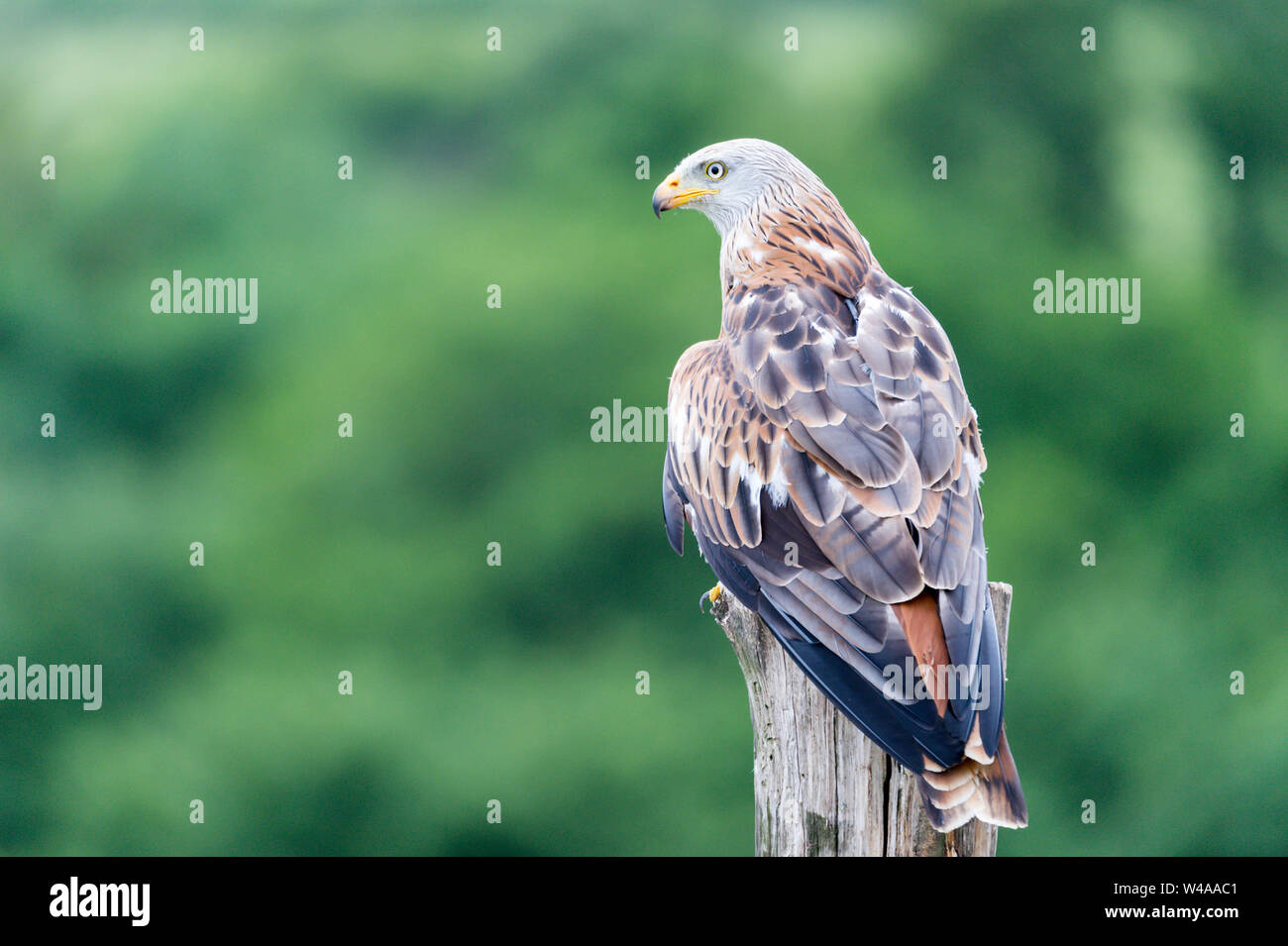 bird of prey, owl, falcon Stock Photo