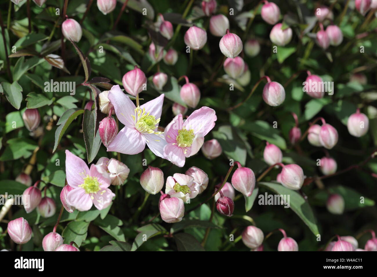 Open flower heads and buds of Clematis Montana Wilsonii Stock Photo