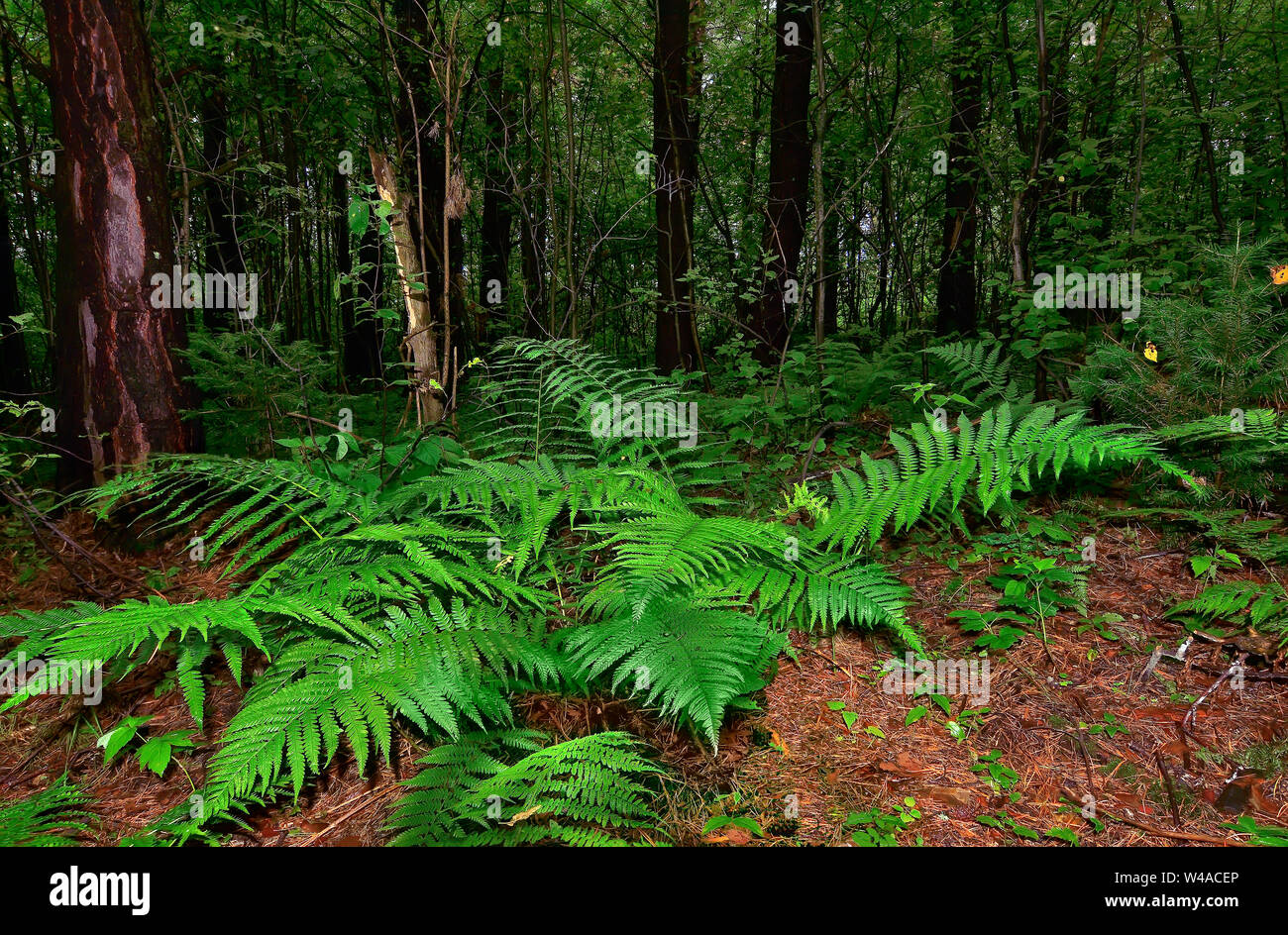Mysterious dark pine forest and beautiful fern leaves among trunks. Fairy tale of coniferous forest wet after rain. Summer nature background - dense a Stock Photo