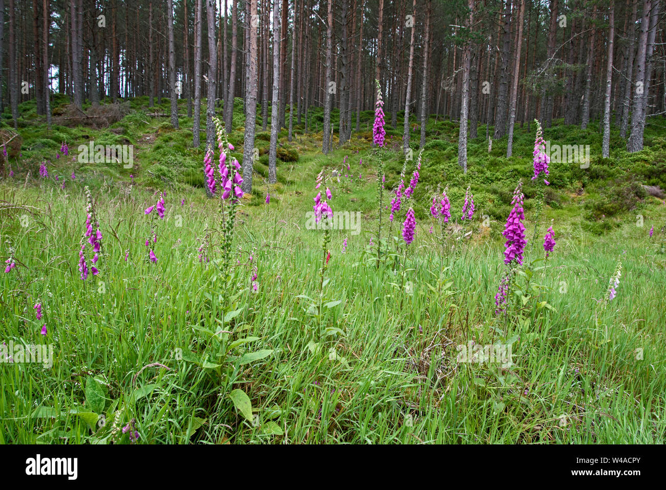 Foxgloves (digitalis) growing in Rothiemurchus Forest in the Cairngorms National Park, Scotland, UK. Stock Photo