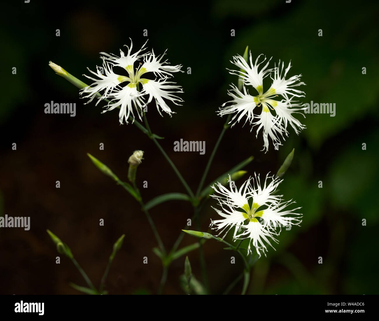 White Dianthus hybridus Flowers Stock Photo