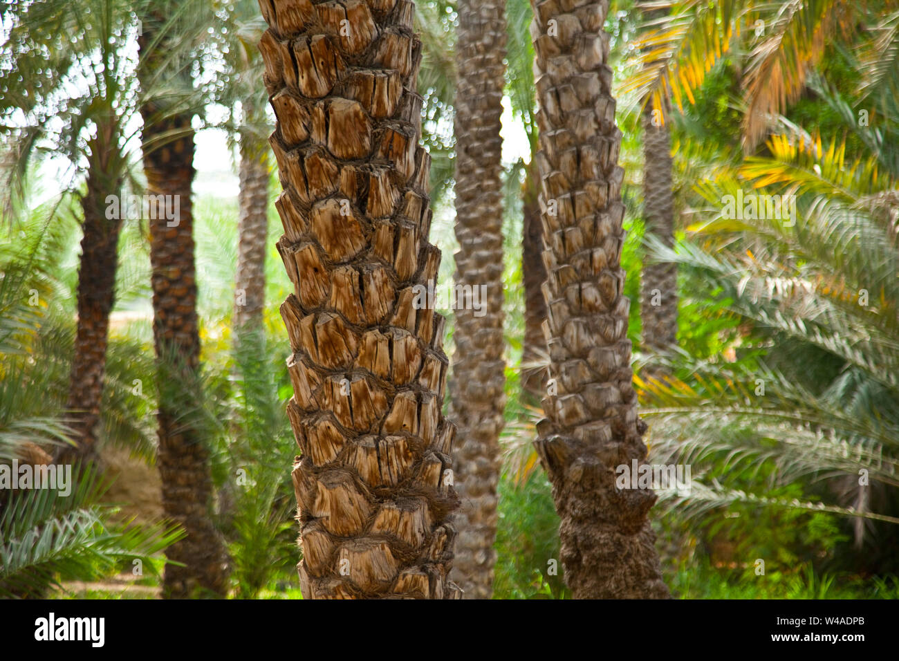 Palmeras dubai hi-res stock photography and images - Alamy