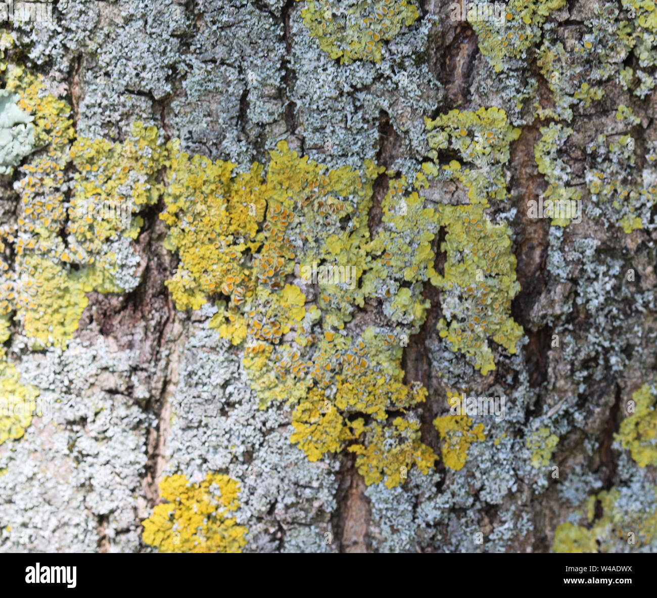 close up of Xanthoria aureola lichen commonly known as Foliose, golden-yellow to orange, lacking isidia or soredia, Stock Photo
