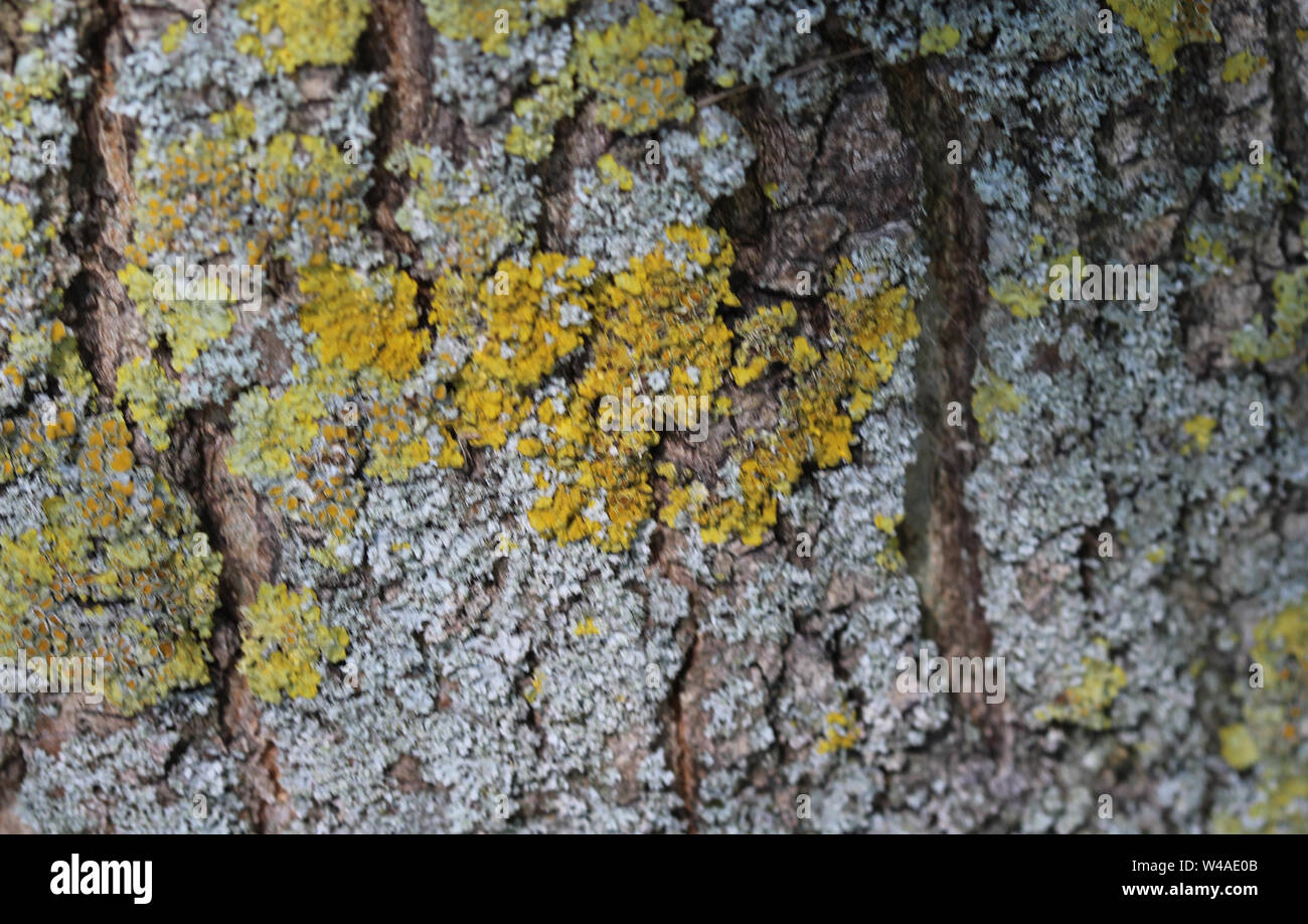 close up of Xanthoria aureola lichen commonly known as Foliose, golden-yellow to orange, lacking isidia or soredia, Stock Photo