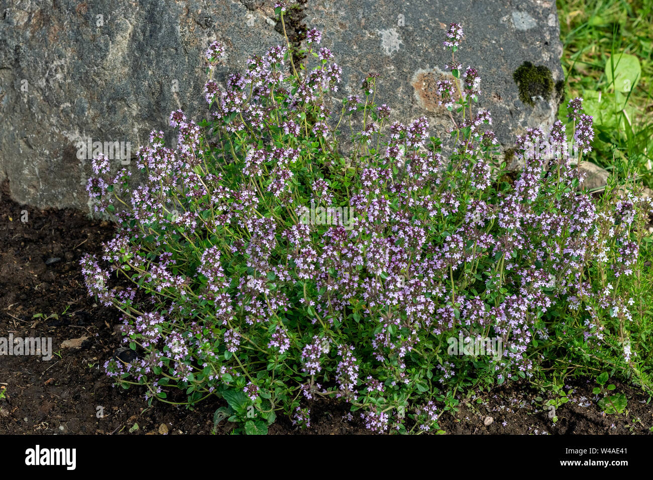 Flowering bushes of thyme on a background of gray stone. Stock Photo