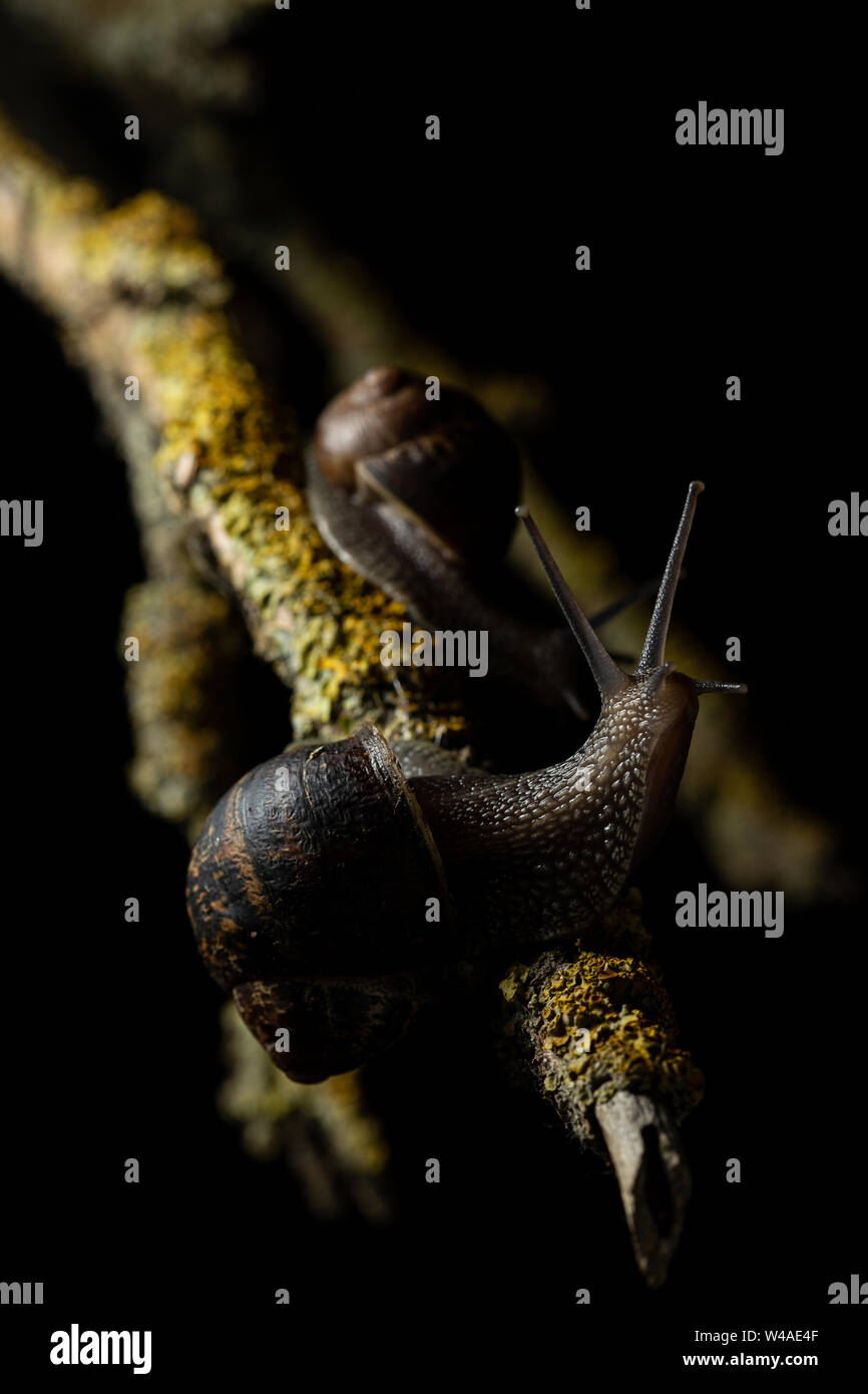 Common garden snails (Cornu aspersum) on a branch foraging for food at night Stock Photo