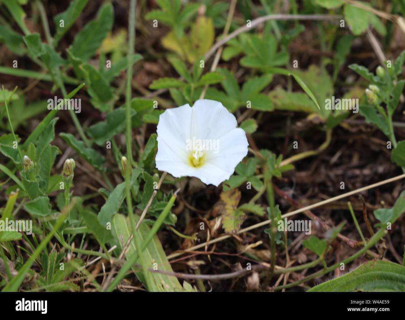 Convolvulus Arvensis Bindweed High Resolution Stock Photography and ...
