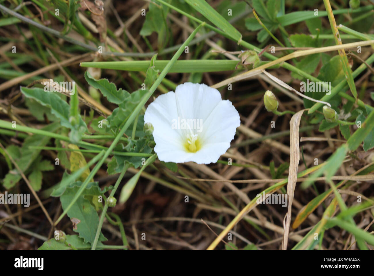 Convolvulus Arvensis Bindweed High Resolution Stock Photography and ...