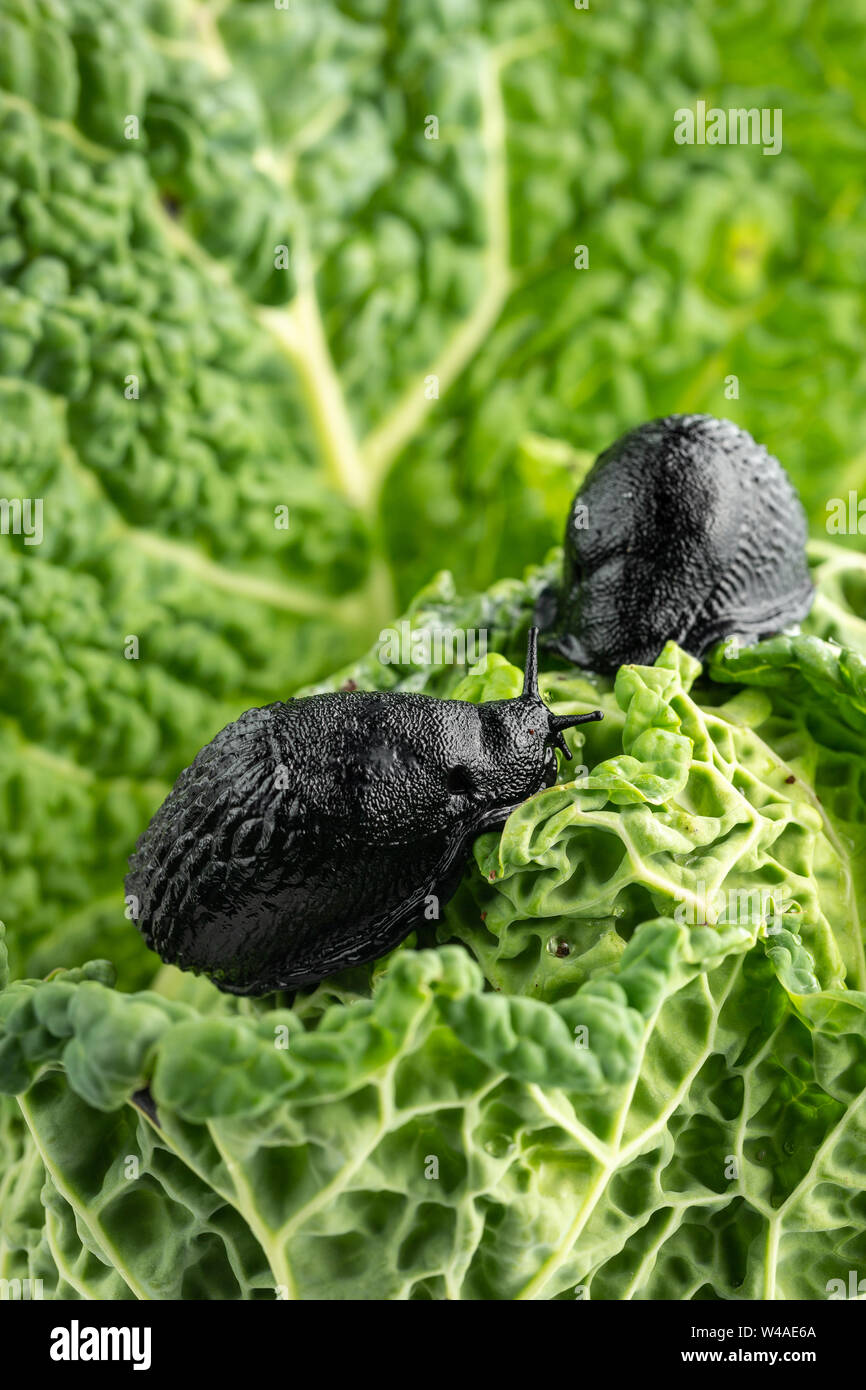 Large black slugs (Arion ater) crop raiding damage eating savoy cabbage Stock Photo