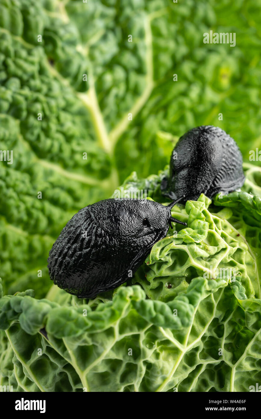 Large black slugs (Arion ater) crop raiding damage eating savoy cabbage