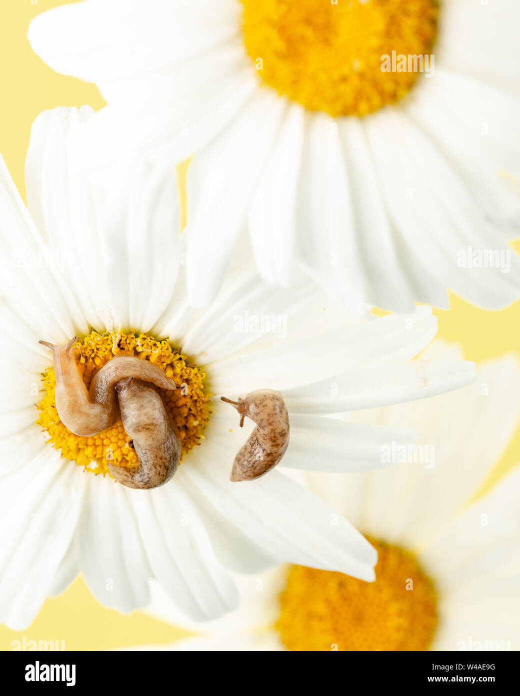 Grey field slugs (Deroceras reticulatum) on chamomile flowers, three ...