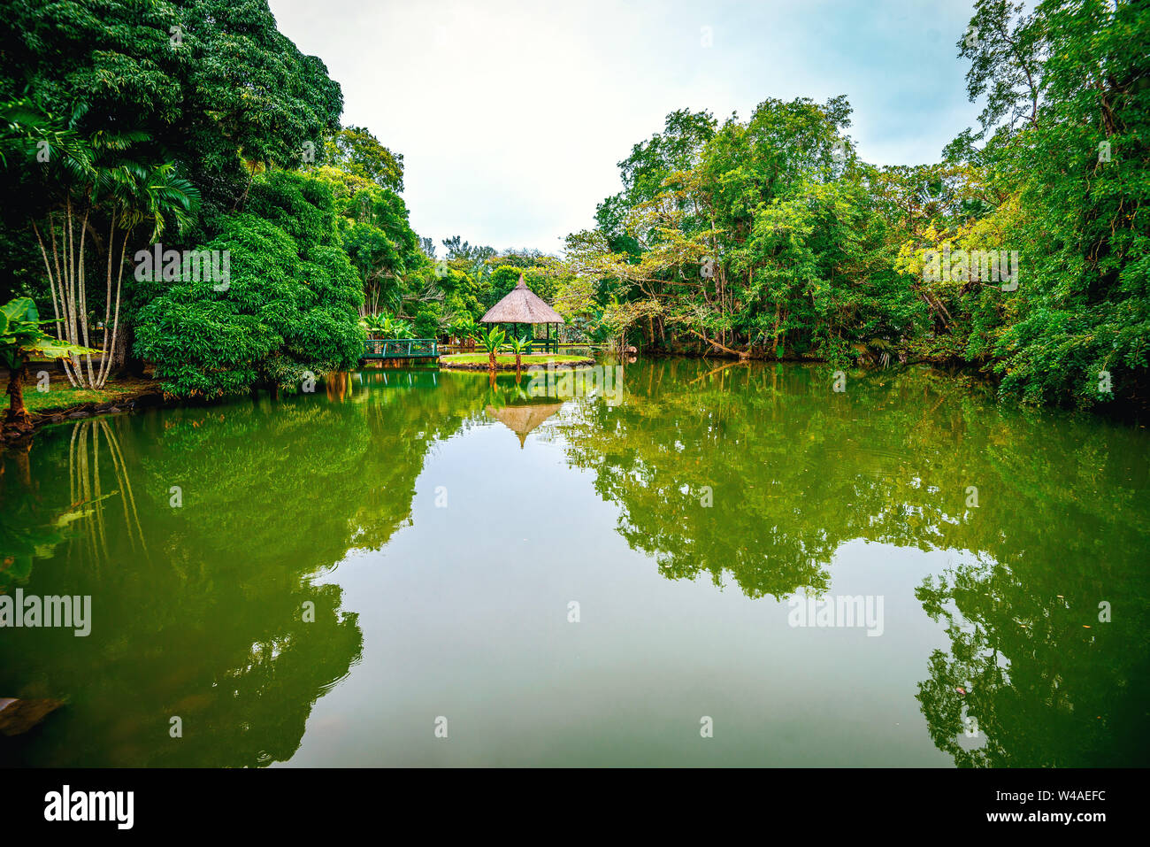 Sir Seewoosagur Ramgoolam Botanical Garden on paradise island of Mauritius. Toned image. Stock Photo