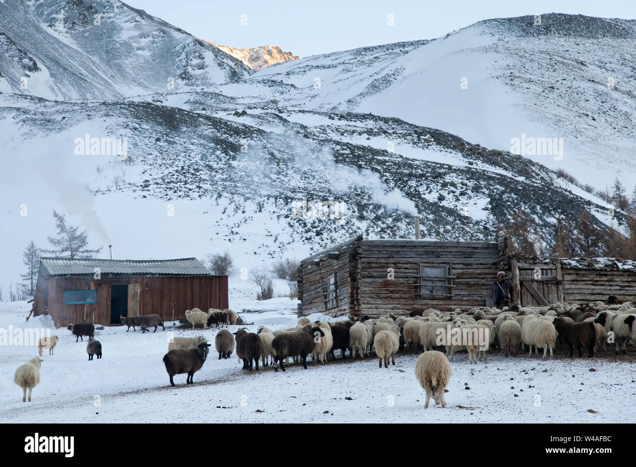 Shepherds and sheeps in Altay high mountains. Siberia. Russia Stock Photo